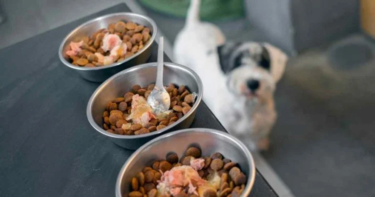 Best Homemade Dog Food in Nepal: Healthy & Affordable